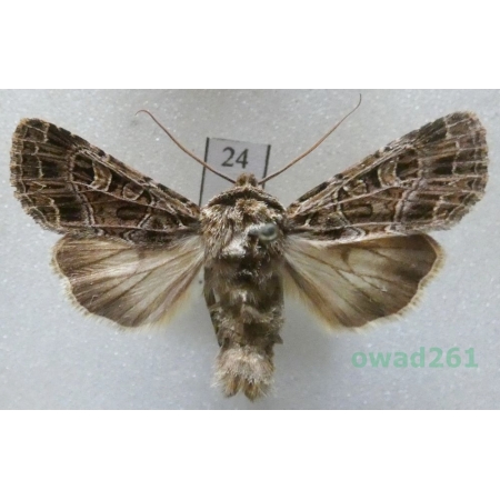 Sideridis reticulata (Goeze, 1781) Czech24
